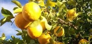 Marcos Juárez Cítrico, la idea de un vecino para plantar limoneros