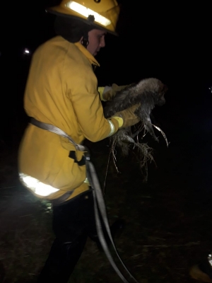 Armstrong: bomberos rescató a un perrito que había caído al canal