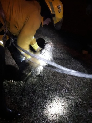 Armstrong: bomberos rescató a un perrito que había caído al canal