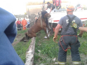 Gral Roca: bomberos rescataron a un caballo que cayó a un pozo