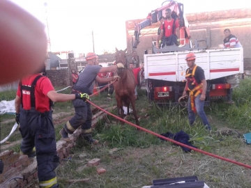 Gral Roca: bomberos rescataron a un caballo que cayó a un pozo