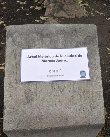 El ombú centenario de la Escuela Bernardino Rivadavia fue declarado árbol histórico de la ciudad 