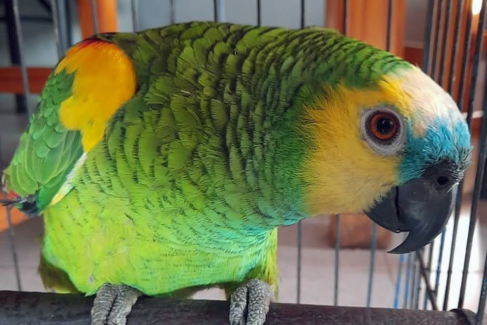 Policía Ambiental recuperó 44 animales silvestres en Monte Maíz