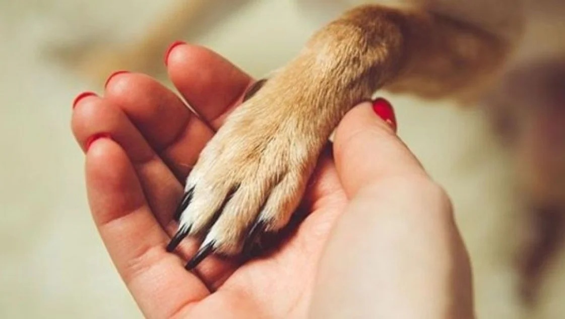 Día del Animal en Argentina, una fecha para honrar, reflexionar y proteger