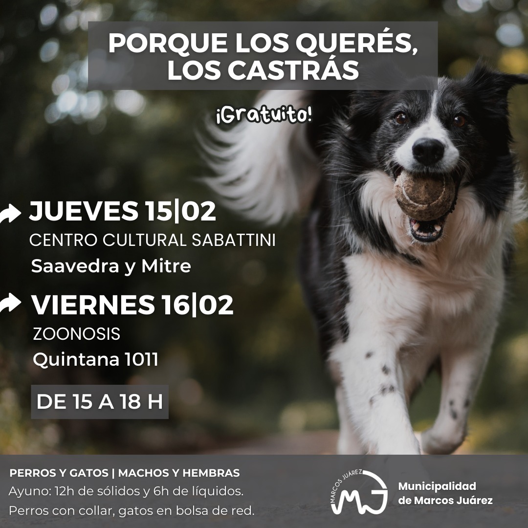 Fechas de las próximas jornadas de castraciones masivas para perros y gatos en la ciudad