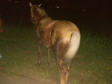 Se le cruzó un caballo en la Ruta 12 y dañó la óptica de su camioneta
