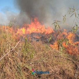 Bombero sufre herida intentando salvar a un oso hormiguero 