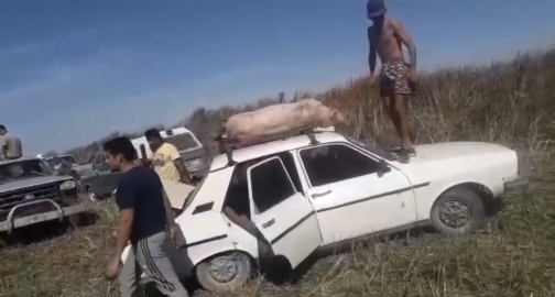 Entre palos y animales muertos, vecinos se llevaron cerdos que cayeron de un camión en ruta 9