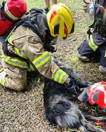 Tres perros a punto de fallecer fueron salvados por bomberos y veterinario al quedar encerrados en un incendio 